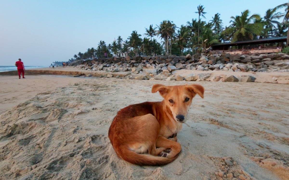 Papanasam Beach at Sunset, Varkala, Kerala